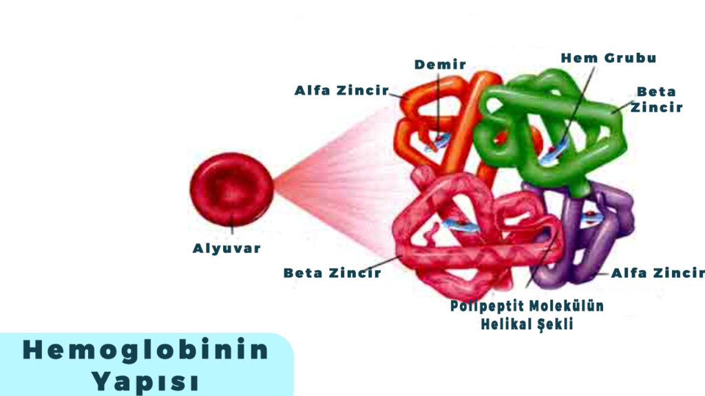 Hemoglobinin Yapısı