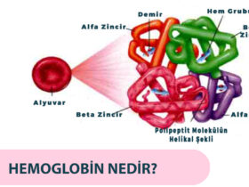 Hemoglobin (Hb) Nedir? Düşükse Nasıl Tedavi Edilir?