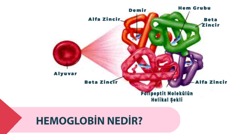 Hemoglobin (Hb) Nedir? Düşükse Nasıl Tedavi Edilir?